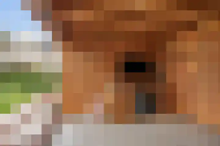 Frees 1 Huissen thumbnail 26
