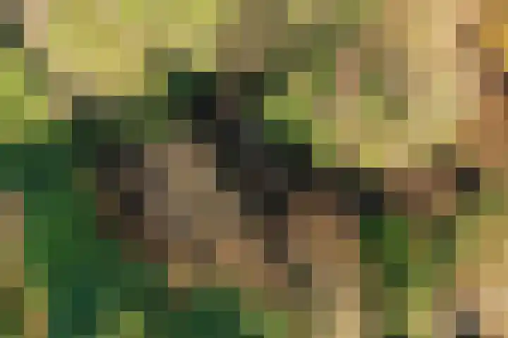 Fresia 39 Vinkel thumbnail 11