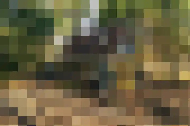 Fresia 39 Vinkel thumbnail 4