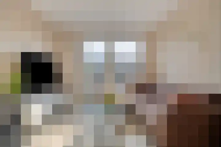 Fresiatuin 16 Pijnacker foto 3