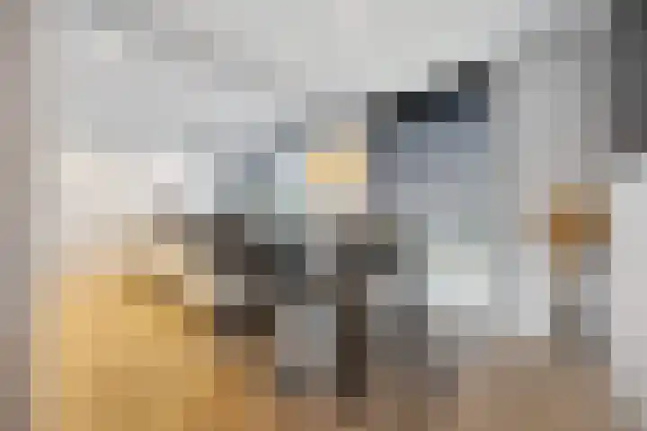 Fruithoeve 41 Arnhem thumbnail 13