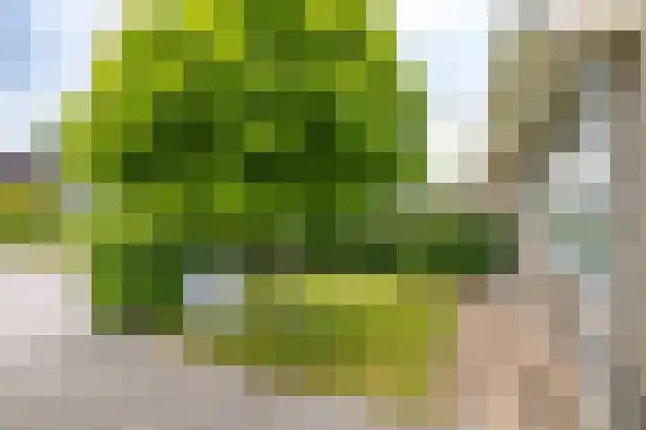 Fruitlaan 61 Loppersum thumbnail 38