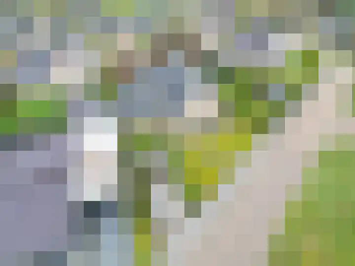 Fûgelkamp 11 Harkema thumbnail 91