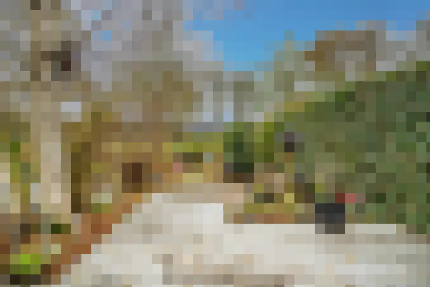 Fuut 56 Zoeterwoude thumbnail 18