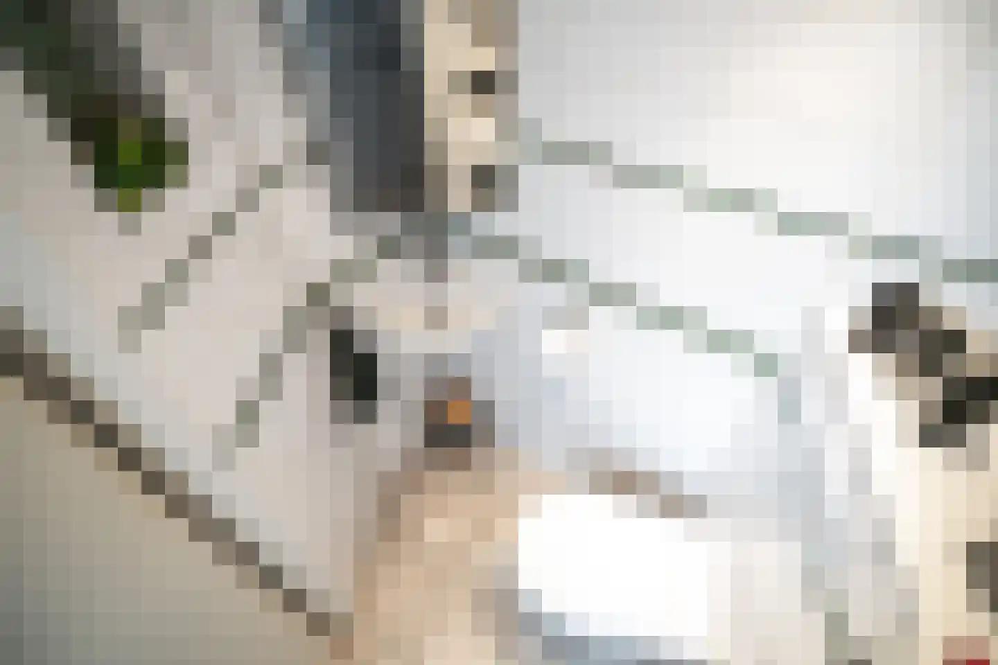 Fuut 56 Zoeterwoude thumbnail 32