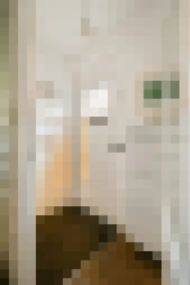 Fuut 56 Zoeterwoude thumbnail 40