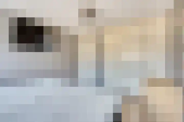 Fuut 7 De Lier thumbnail 13