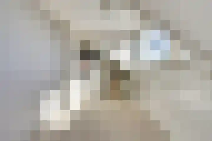Fuut 7 De Lier thumbnail 25