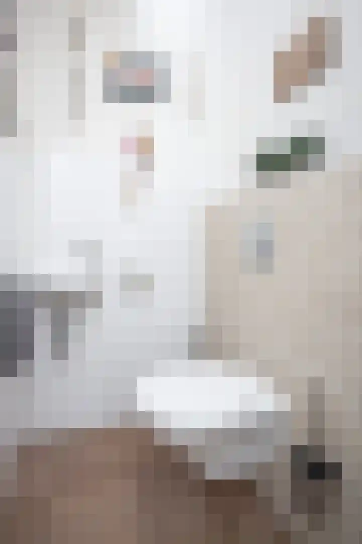 Fuut 8 Grootebroek thumbnail 42