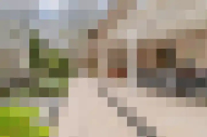 Fuutdonk 24 Veghel thumbnail 41