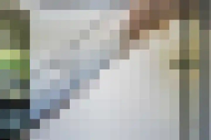 Gaffel 2 Weert thumbnail 11