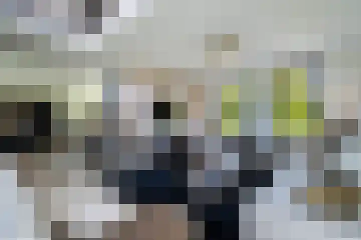 Gaffel 2 Weert thumbnail 15