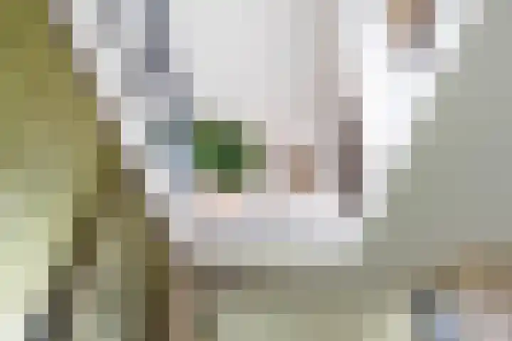 Gaffel 2 Weert thumbnail 17