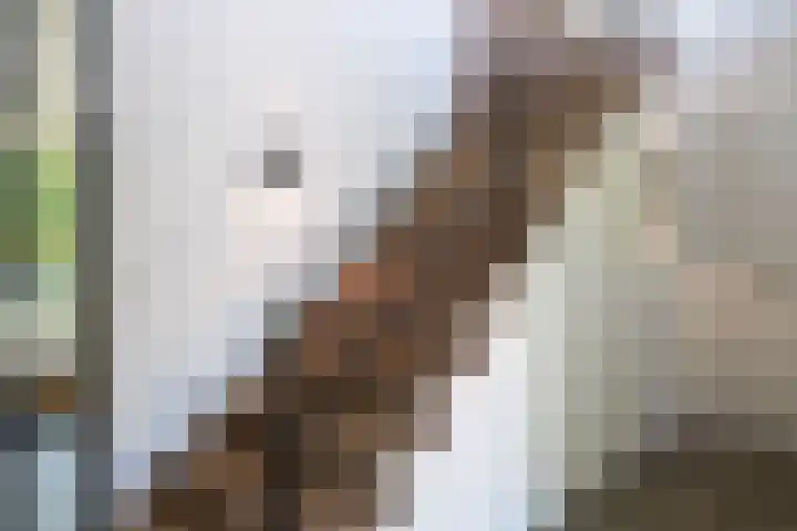 Gaffel 2 Weert thumbnail 28