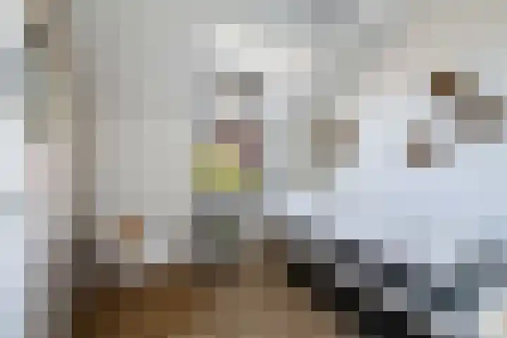 Gaffel 2 Weert thumbnail 35