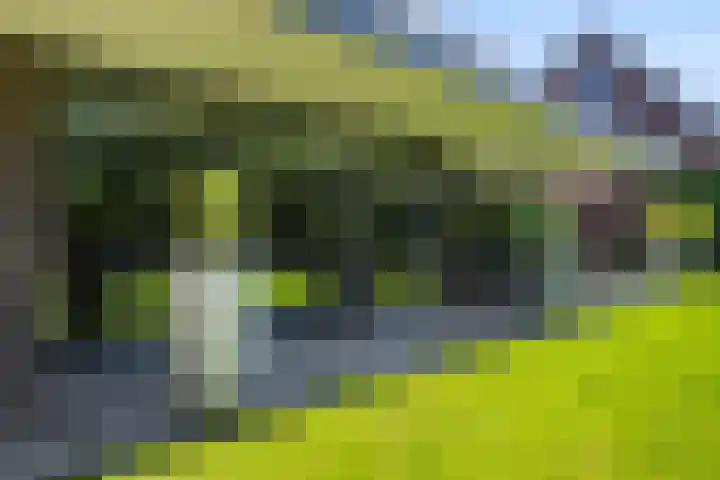 Gaffel 2 Weert thumbnail 39