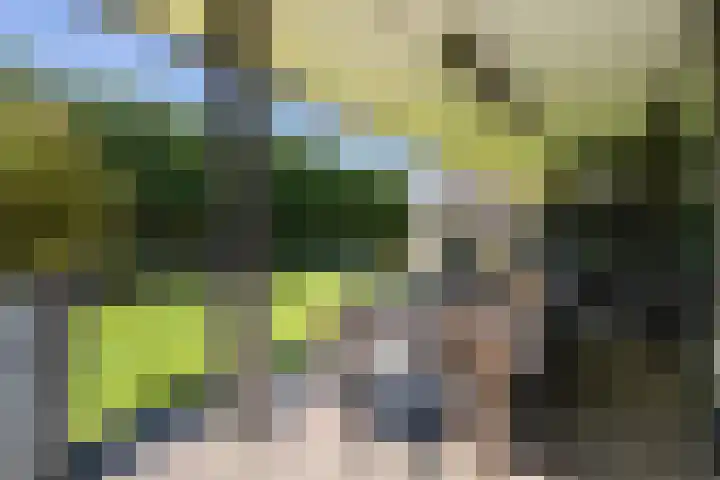 Gaffel 2 Weert thumbnail 40