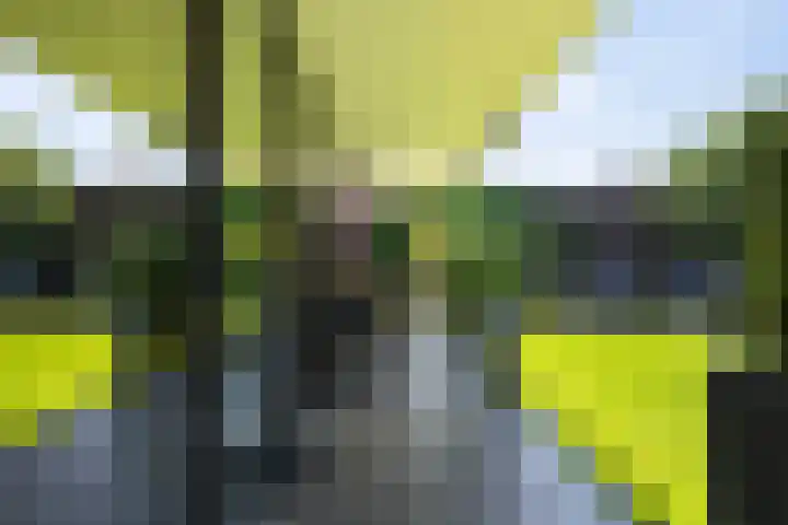 Gaffel 2 Weert thumbnail 41