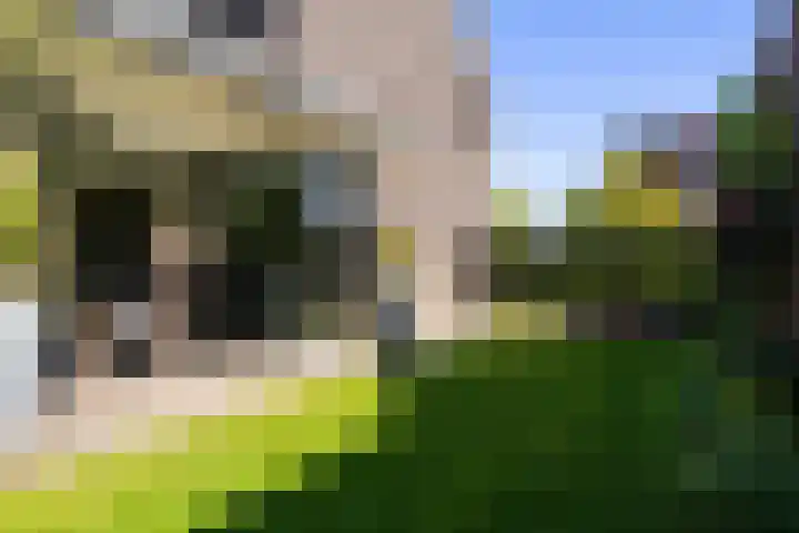 Gaffel 2 Weert thumbnail 48