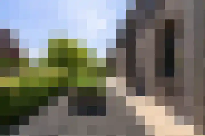 Gaffel 2 Weert thumbnail 7