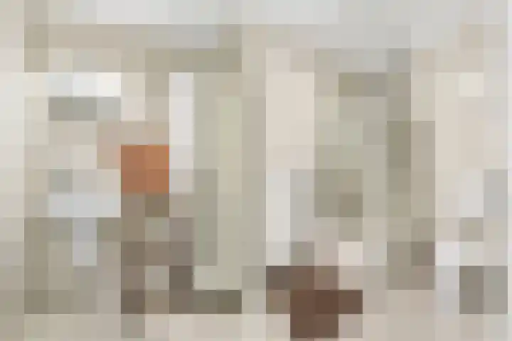 Gaffel 46 Nijkerk thumbnail 23