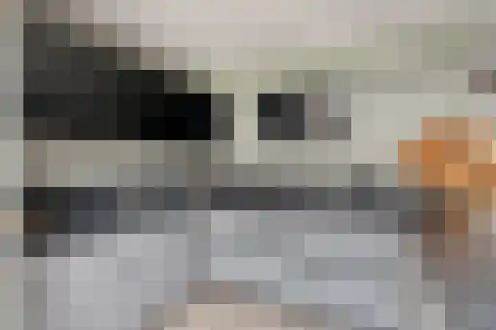 Ganzerik 11 Swifterbant thumbnail 14