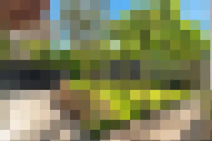 Ganzerik 39 Castricum thumbnail 40