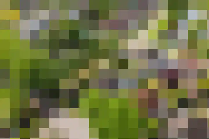 Gariperwei 9 Oudega foto 2