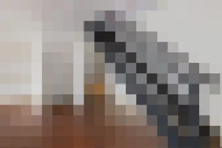 Gedempte Pol 11 Sneek thumbnail 12