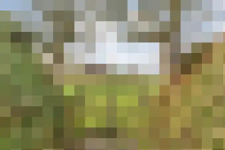 Geerdijk 25 a Vroomshoop thumbnail 62