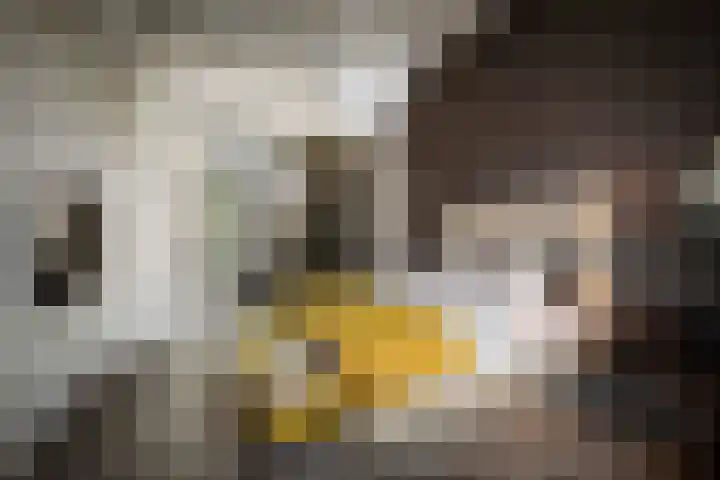 Geert Grootestraat 9 Deventer thumbnail 30