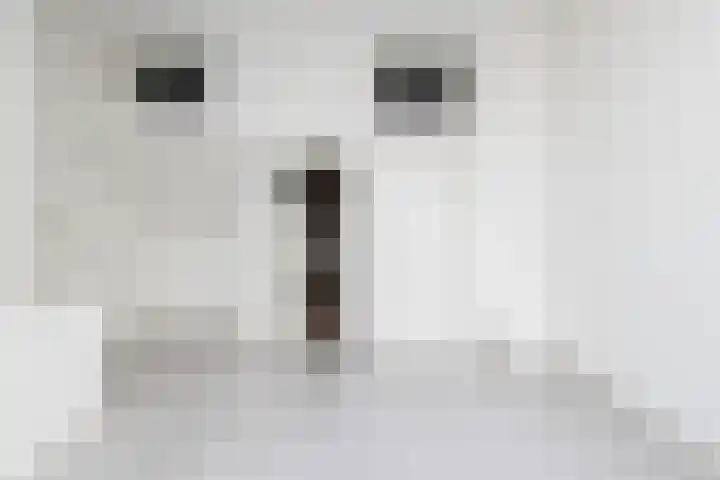 Geldersedam 42 's-Hertogenbosch thumbnail 35