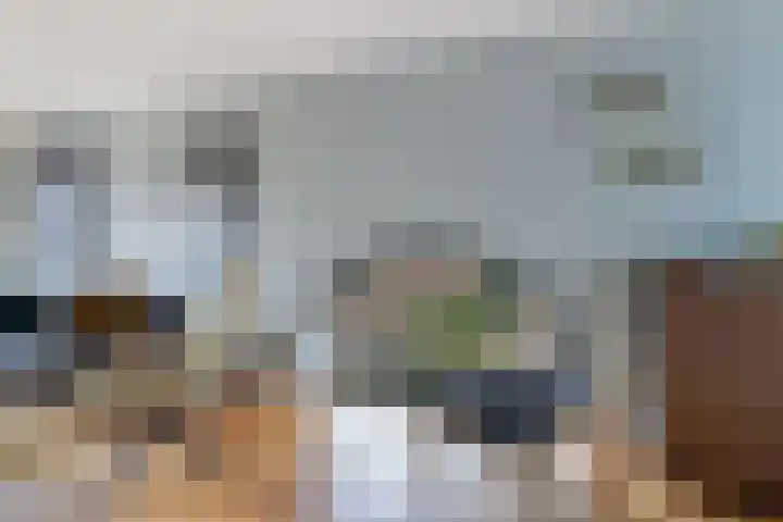 Gele Eker 1 c Wergea thumbnail 15