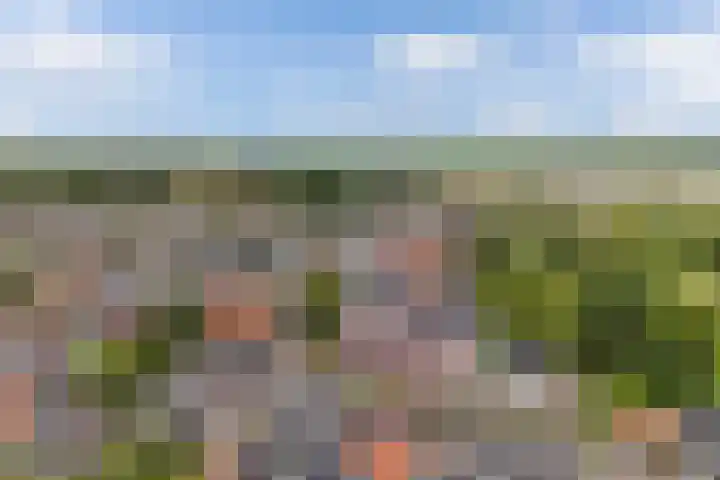 Gele Eker 1 c Wergea thumbnail 43