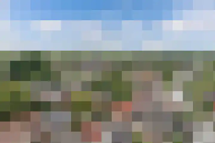 Gele Eker 1 c Wergea thumbnail 49