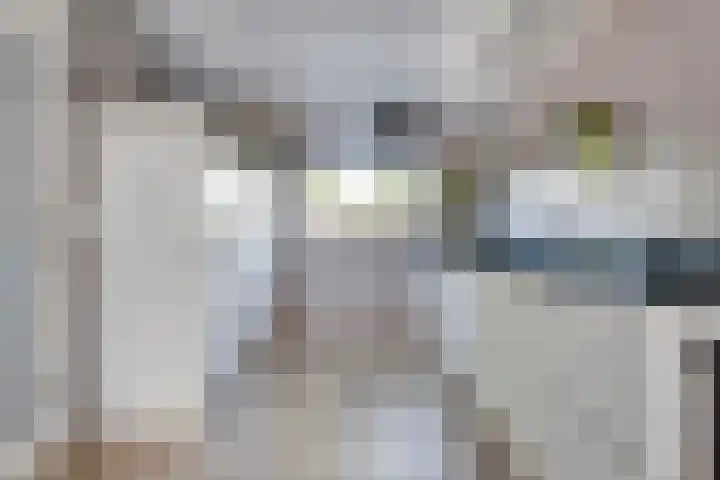 Gele Lis 33 Hardenberg thumbnail 18