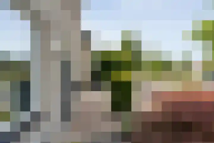 Gele Lis 33 Hardenberg thumbnail 4