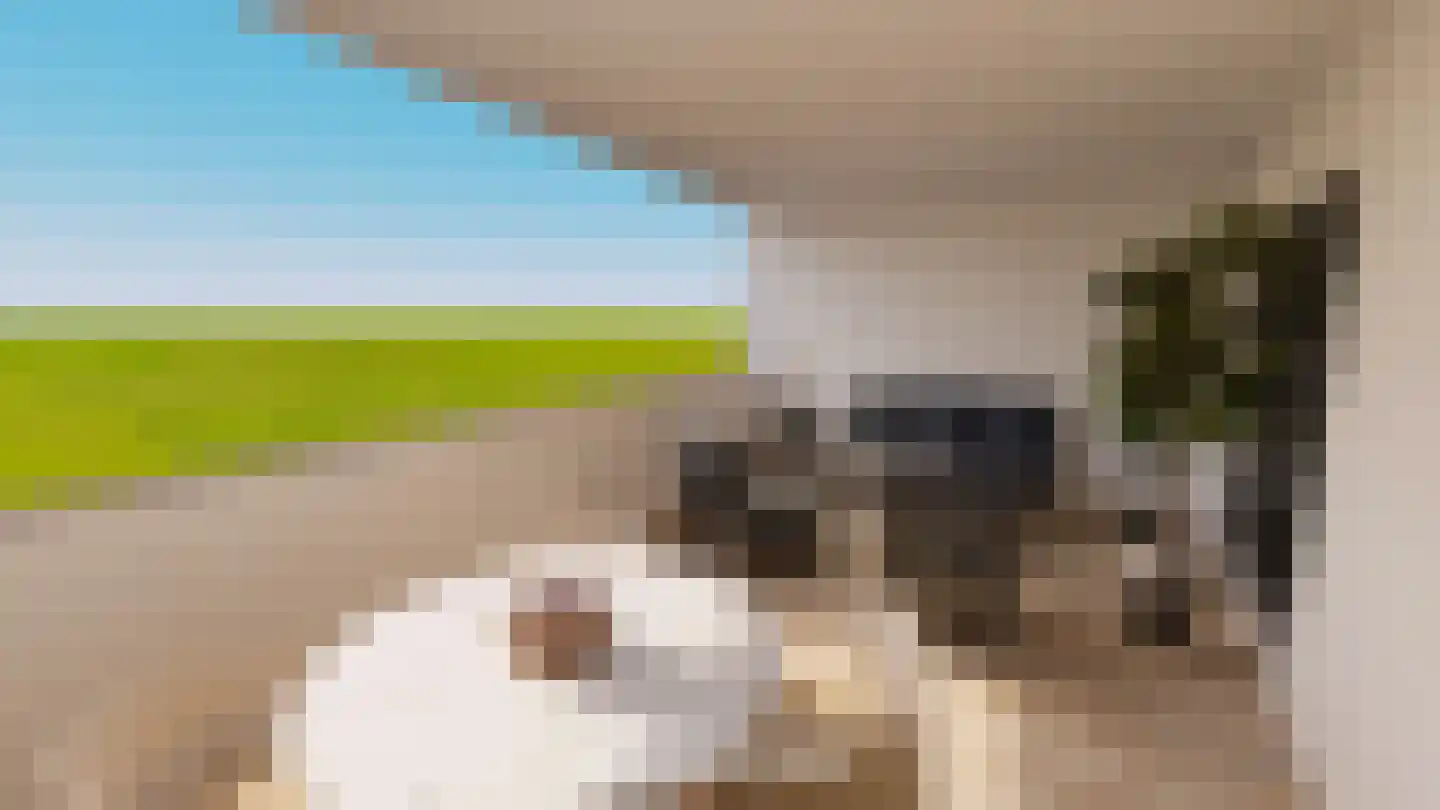 Gelrestraat 9 Echt thumbnail 15
