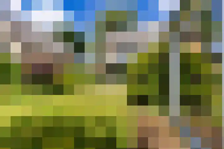Gemene Bos 14 Bergen (NH) thumbnail 6