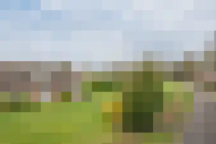 Geneneind 8 Bakel thumbnail 12