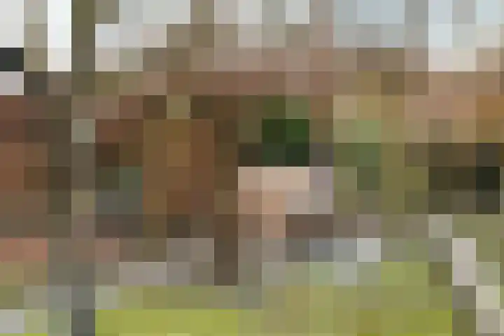 Geneneind 8 Bakel thumbnail 37