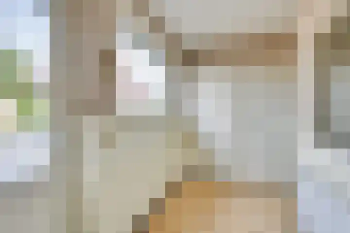 Geneneind 8 Bakel thumbnail 5