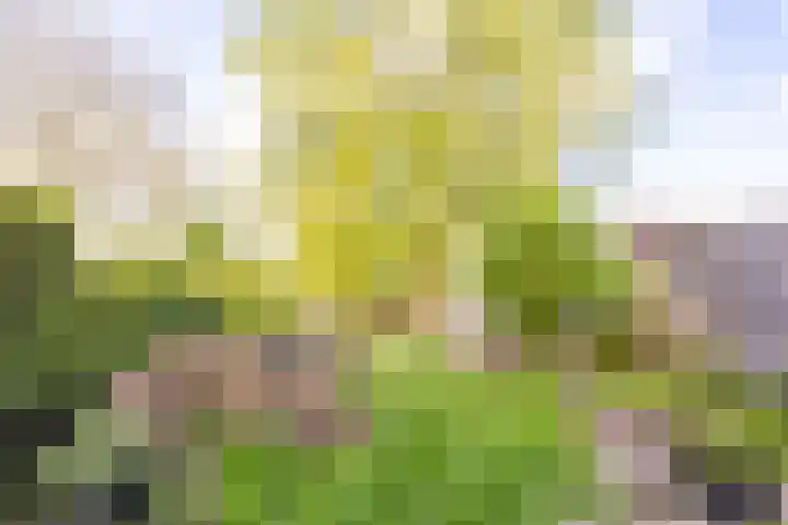 Gerben Colmjonwei 44 Leeuwarden thumbnail 32