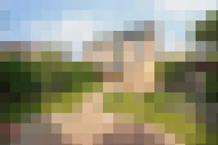 Gerbera 29 Dirksland foto 3