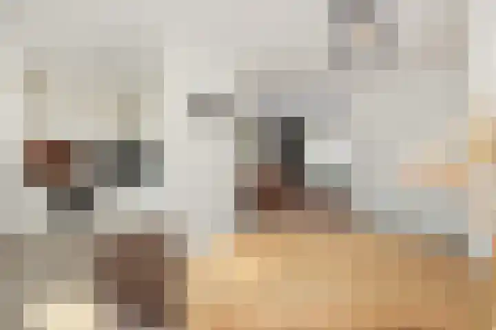 Geul 21 Deurne foto 3