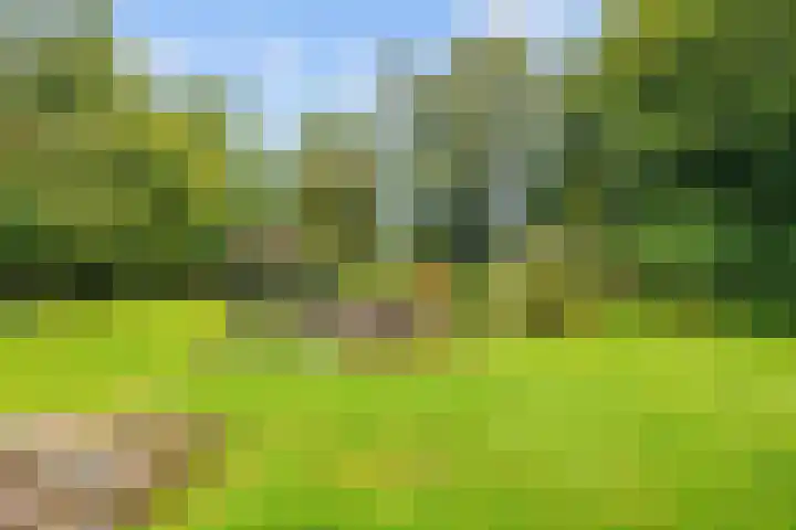 Gildedreef 25 Duiven