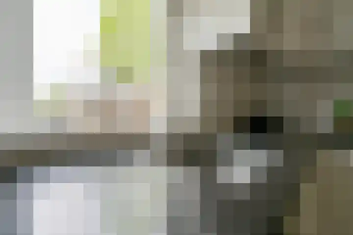 Glaskruid 6 Breukelen thumbnail 14