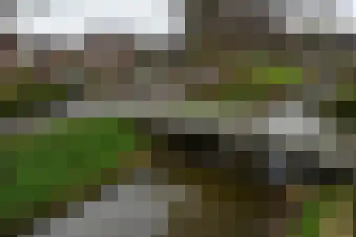 Glaskruid 9 Breukelen thumbnail 27