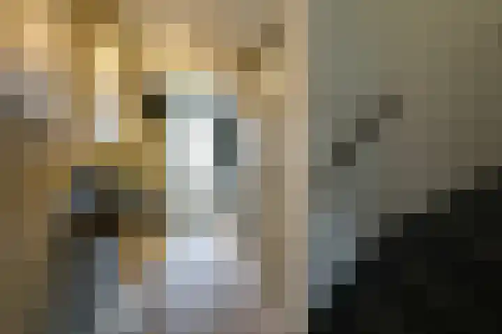 Golden Delicious 9 Duiven thumbnail 12