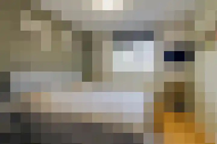 Golden Delicious 9 Duiven thumbnail 28